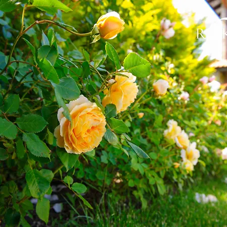 Ruskovets Thermal & Bansko